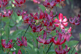 These lilies grew quickly with multiple flowers for at least 2 1/2 months. 27 Of The Best Lily Varieties Gardener S Path
