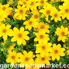 Image result for foto Dvouzubec