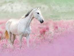 horses wallpaper horse horse wallpaper horses horse flowers