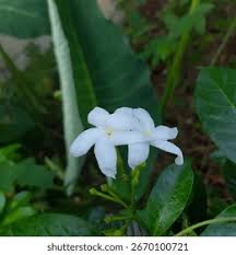 Image result for Tabernaemontana odoratissima