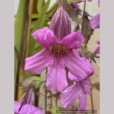 Image result for Aeollanthus rehmannii