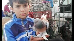 Tuzla Aydinli Hayvan Pazari 1 Bolum Her Cumartesi Icmeler Koprusunun Ustunde Mezbahane Arabasi Youtube