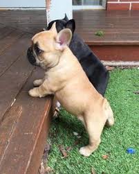 One thing every french bulldog puppy has in common is its cuddly, warm nature. 15 Best Cheap French Bulldog Puppies For Sale Ideas French Bulldog Puppies Bulldog Puppies Bulldog Puppies For Sale