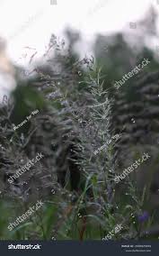 Image result for Agrostis continuata