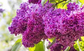As mentioned above, clay soils are prone to waterlogging. Top 10 Plants For Clay Soil The English Garden