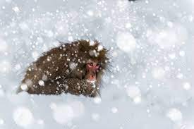 Ein Erotik-Schnee-Affe Futter Für Lebensmittel In Den Schnee Auf Jigokudani  Monkey Park In Japan. Lizenzfreie Fotos, Bilder und Stock Fotografie. Image  36097133.