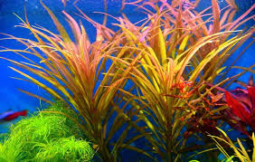 Image result for Pogostemon aquaticus