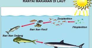 Rantai makanan di ekosistem padang es/kutub utara dan selatan. 17 Contoh Rantai Makanan Di Laut Beserta Gambarnya