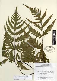 Image result for Acalypha brachystachya