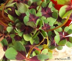 Image result for Oxalis tetraphylla