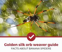 However, their venom is not harmful to healthy adults, unless, of course, the spider bite becomes infected or the victim has an allergic reaction. Ultimate Golden Silk Orb Weaver Guide Banana Spider Facts