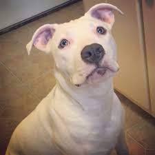 6 Month American Pitbull Terrier Black And White Nala 6 Month Old Solid White Pitbull