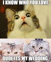 Cat Wedding Gospel Cat Pics Cats Cat Wedding