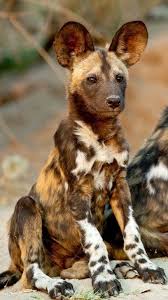African Wild Dog The African Wild Dog Is The Largest Wild Dog My Blog Baby Animals Babyan 2020 Vahsi Hayvanlar Cok Sirin Hayvanlar Afrika Yaban Kopegi