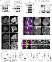 Iab.moe.edu.my receives about 5.62% of its total traffic. Mapping The Proximity Interaction Network Of The Rho Family Gtpases Reveals Signalling Pathways And Regulatory Mechanisms Nature Cell Biology