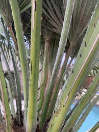 I think its probably to eliminate the chances of transporting insects or possible bacteria or fungus that may be living in the fibers. What S Going On With My Mediterranean Fan Palm Fungus Discussing Palm Trees Worldwide Palmtalk