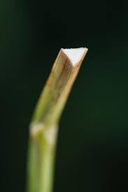 Image result for Cyperus deciduus