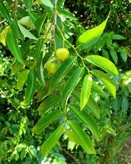 Image result for Monanthotaxis afra