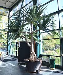 Image result for Pandanus utilis