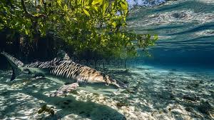 Shallow Waters Stock Illustrations