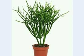 Segera obati dengan jelly gamat qnc obat patah tulang. Dari Tulang Patah Hingga Sakit Gigi Bisa Sembuh Dengan Batang Ini