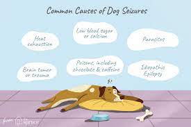 A List Of Possible Causes Of Seizures In Dogs