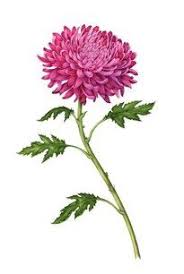 Pin By Marie Madonna On Tat Tat Tat Chrysanthemum Watercolor Chrysanthemum Tattoo Birth Flower Tattoos