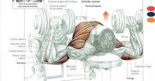 Los mejores ejercicios con mancuernas 100% probados ✅ y recomendados por expertos en el mundo del fitness ✅ ¿a que estás esperando? Ejercicios Pectorales En Casa Con Mancuernas Ejercicios En Casa