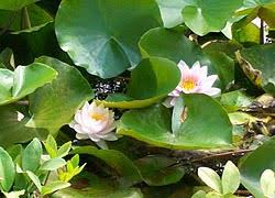 Image result for Nymphaea divaricata