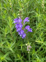 Image result for Scutellaria violascens