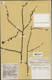 Image result for Monodora grandidieri