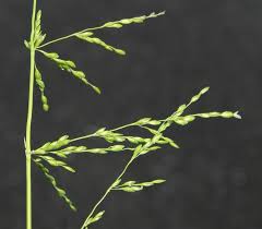 Image result for Nesaea erecta