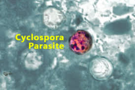 Image result for Cyclospora