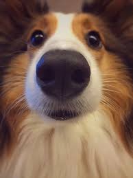 15 Cats And Dogs Who Could Use A Boop Right About Now Cute Animals Cute Dogs Animal Noses