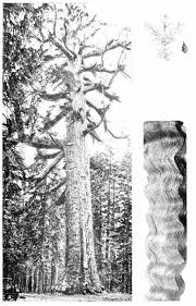 Image result for Oldfieldia macrocarpa