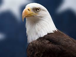 Maybe you would like to learn more about one of these? Bald Eagle Facts Diet Wingspan Nests