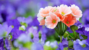 Resultado de imagen para flores