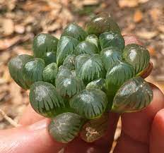 This variety is the most common and widespread. Haworthia Cooperi Var Pilifera F Truncata With A Flower Just Starting To Peek Out From The Center Succulents