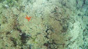 Image result for Satyrium schimperi