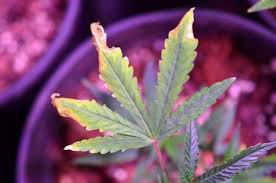 Grow vegetable easy with one of the cheapest and efficient led grow lights on the market. Should You Be Leaving Grow Lights On 24 Hours A Day