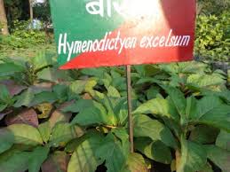 Image result for Hymenodictyon