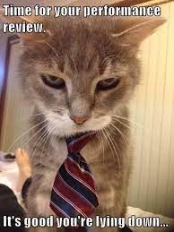 Hr Cat Delivers The Reviews Cats Animal Humour Kitten Meowing