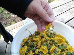 How To Make Dandelion Jelly Recipe In 2021 Dandelion Recipes Dandelion Jelly Jelly Recipes