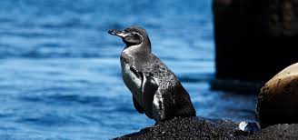 Lifespan, distribution and habitat map, lifestyle and social behavior, mating habits, diet and nutrition, population size and status. Galapagos Penguins The Penguin Of The Galapagos Islands