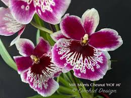 Image result for Photedes morrisii