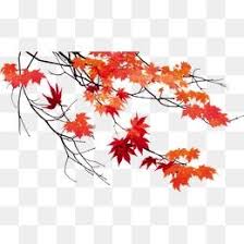 autumn leaves beautiful maple leaf autumn red leaves maple leaf png transparent clipart image and psd file for free download leaf clipart autumn leaves maple leaf leaf clipart autumn leaves maple leaf