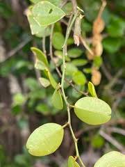 Image result for Capparis fascicularis