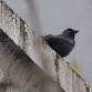 RSPB Big Garden Bird Watch at Kingston Uni - 75 event image
