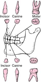 Succedaneous Teeth Definition Of Succedaneous Teeth By
