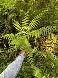 Image result for Pteridaceae